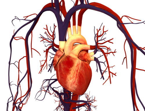 How the Dolphin Neurostim Affects Circulation